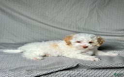 Havapoo dogs for sale: Chase - Image 3