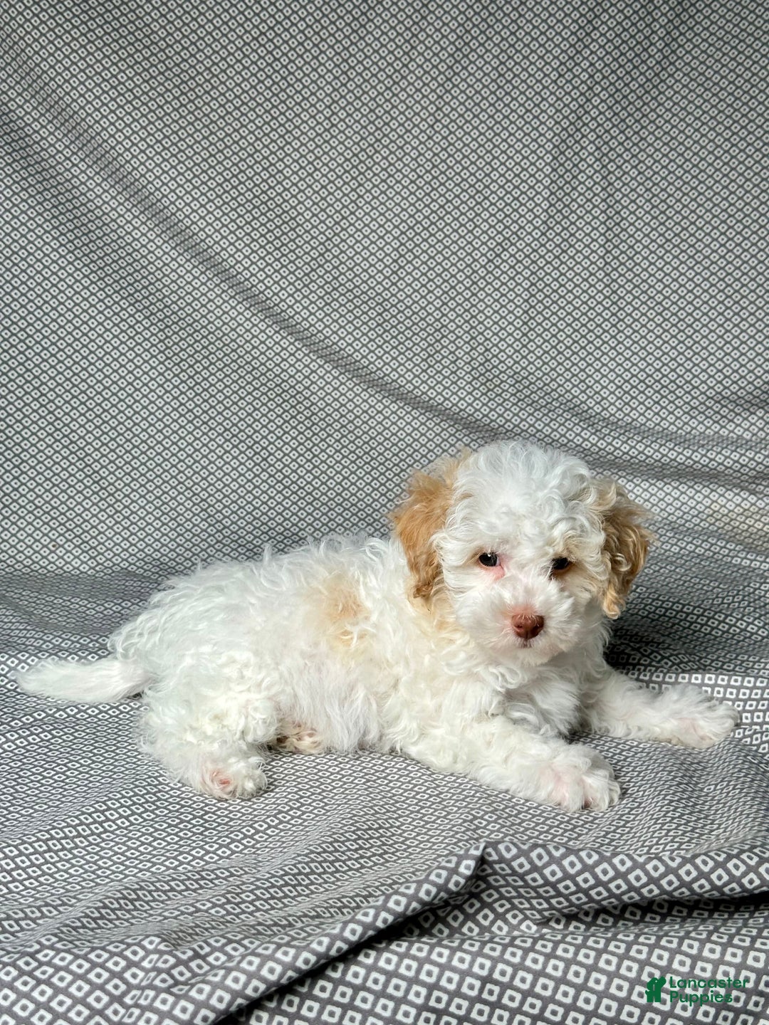 Havapoo dogs for sale: Chase - Image 3