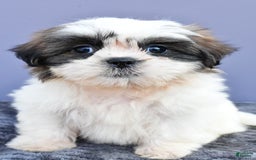 Shih Tzu dogs for sale: Uchenna - Image 7