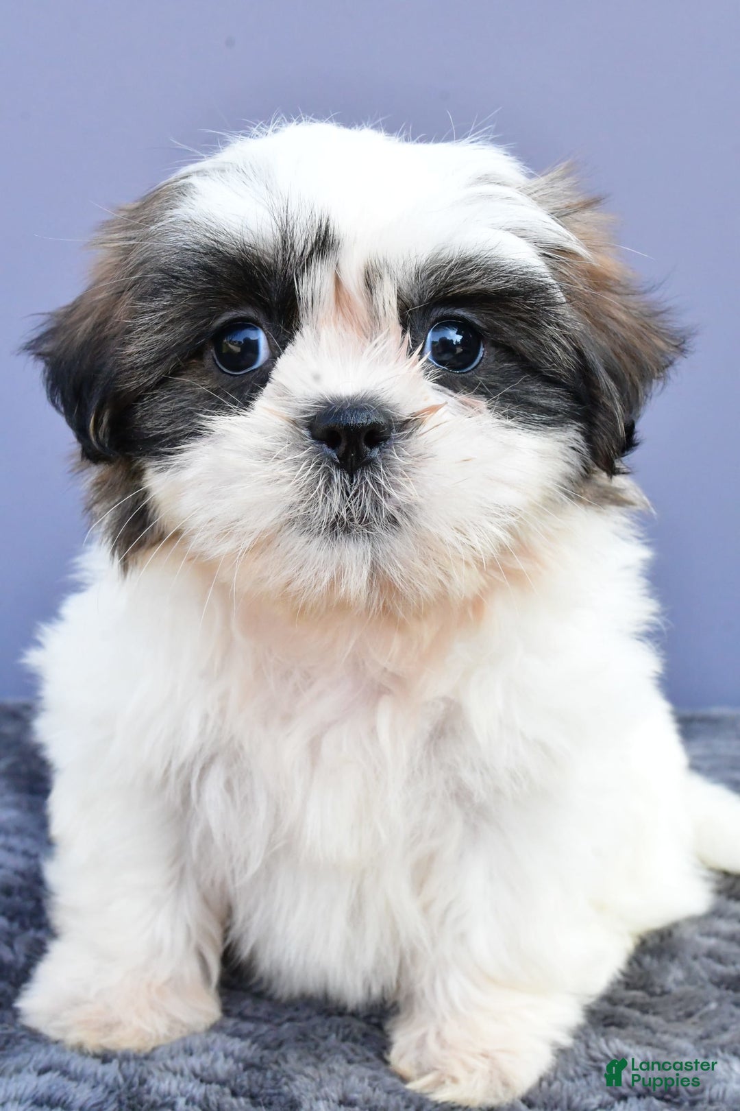 Shih Tzu dogs for sale: Uchenna - Image 7