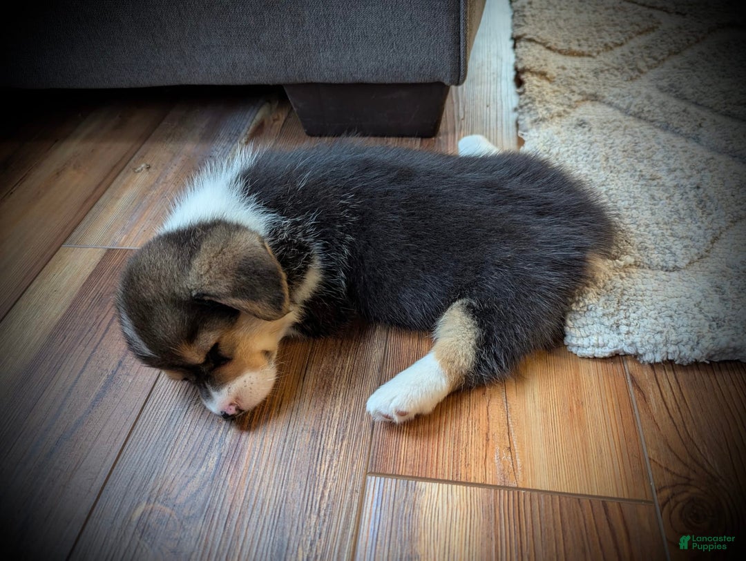 Welsh Corgi Pembroke dogs for sale: Jimmy - Image 11
