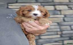 Cavapoo dogs for sale: Viola - Image 3