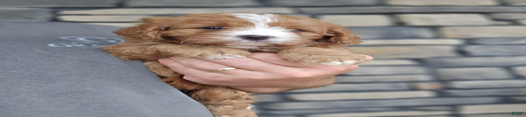 Viola