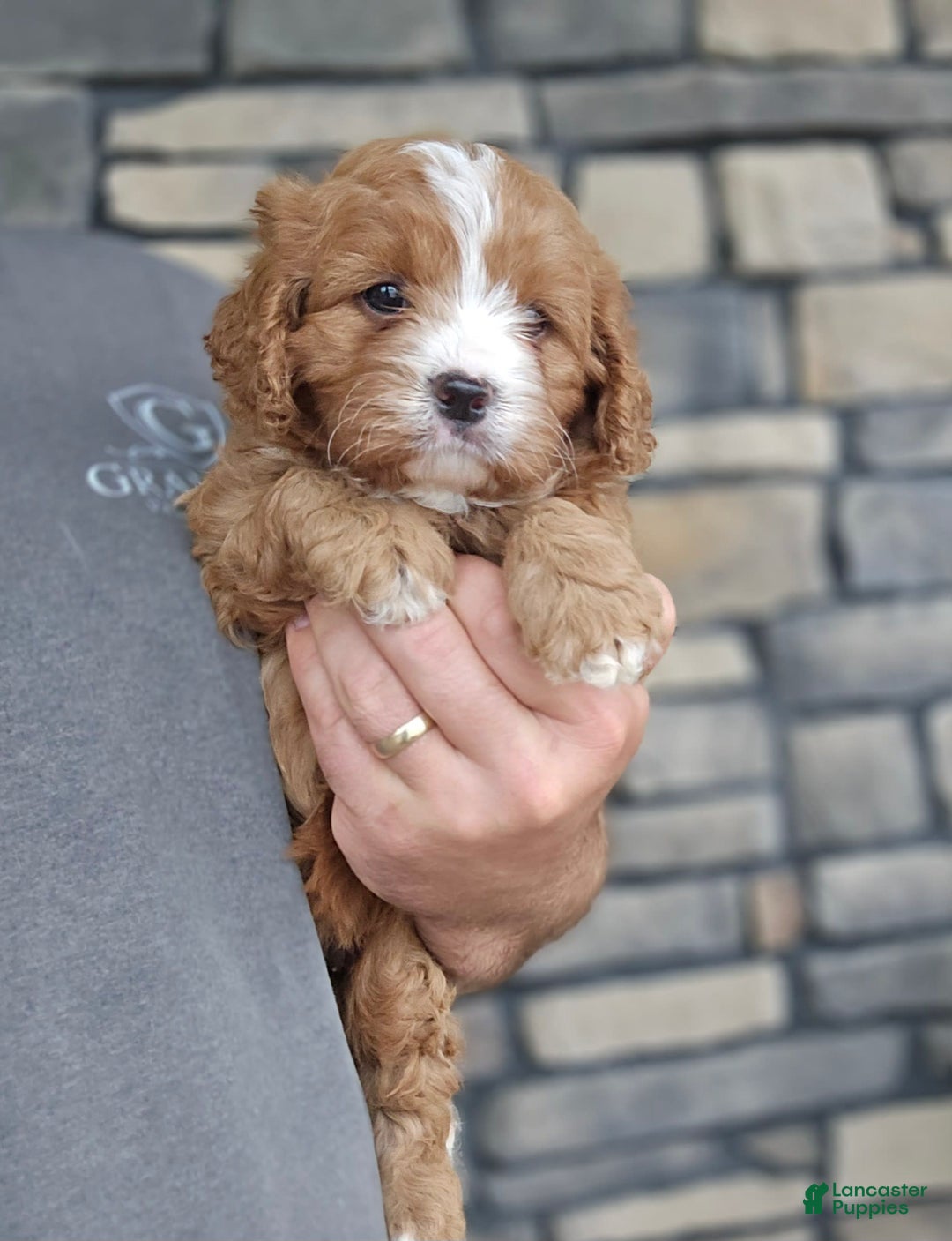 Cavapoo dogs for sale: Viola - Image 3