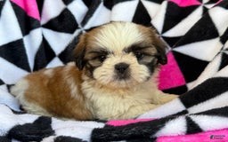 Shih Tzu dogs for sale: Muffin - Image 1