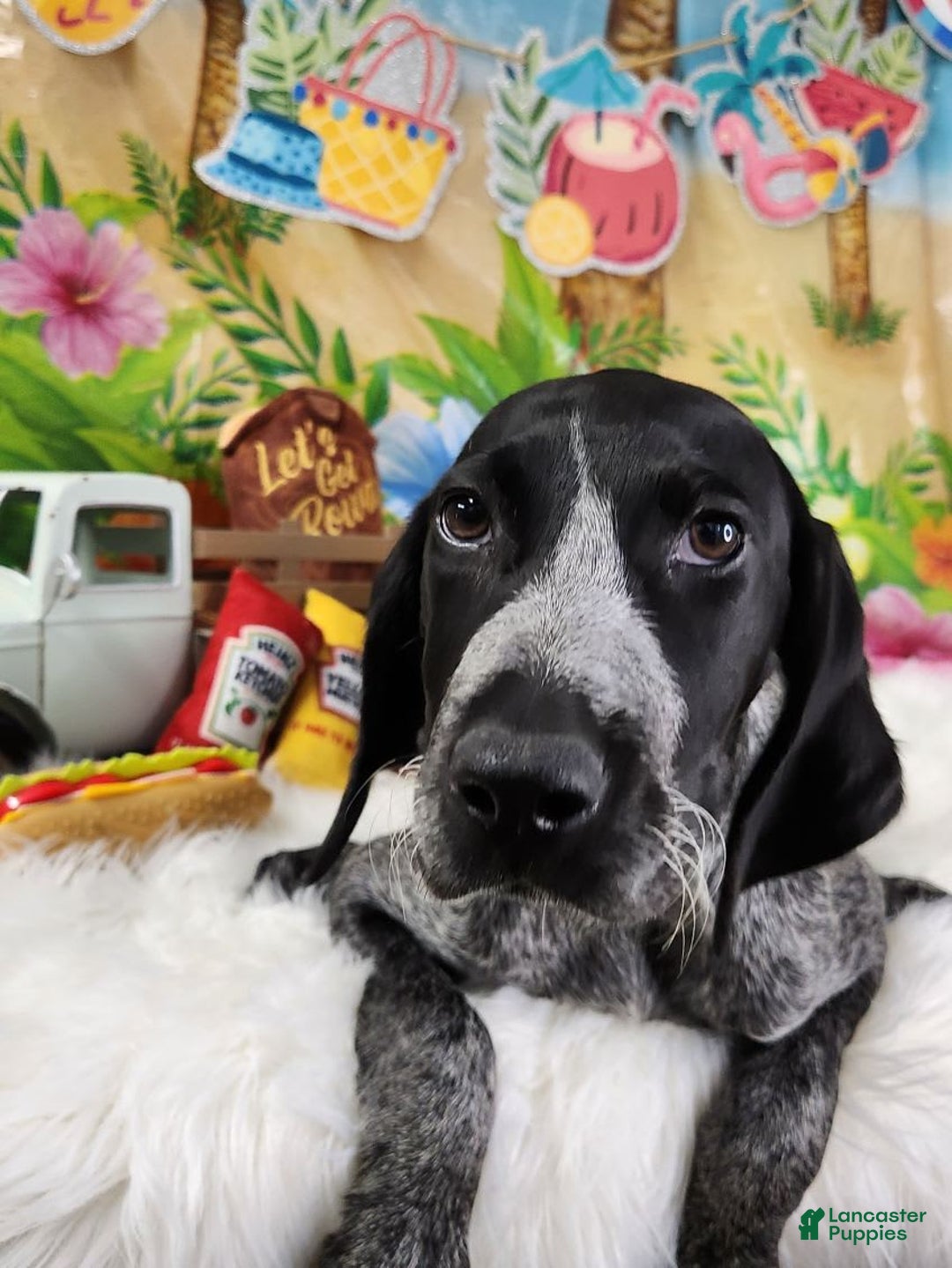 German Shorthaired Pointer dogs for sale: SaraBeth - Image 1
