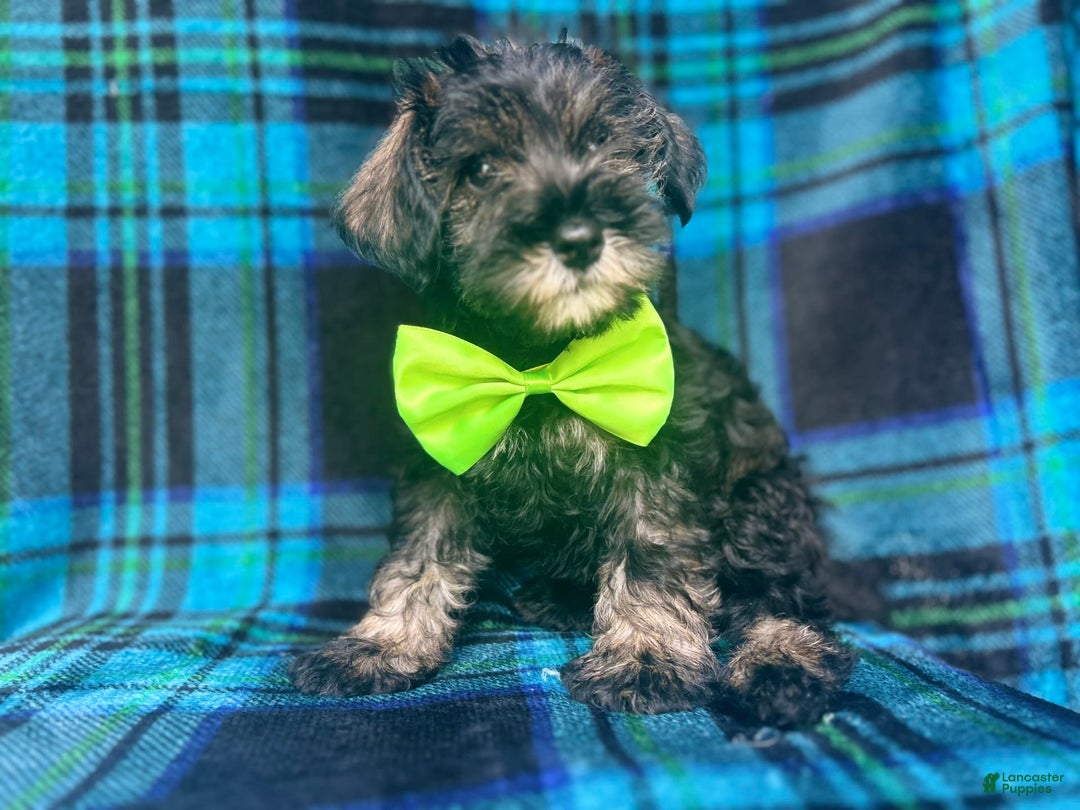 Miniature Schnauzer dogs for sale: Vader - Image 4
