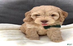 Cockapoo dogs for sale: Enzo - Image 7