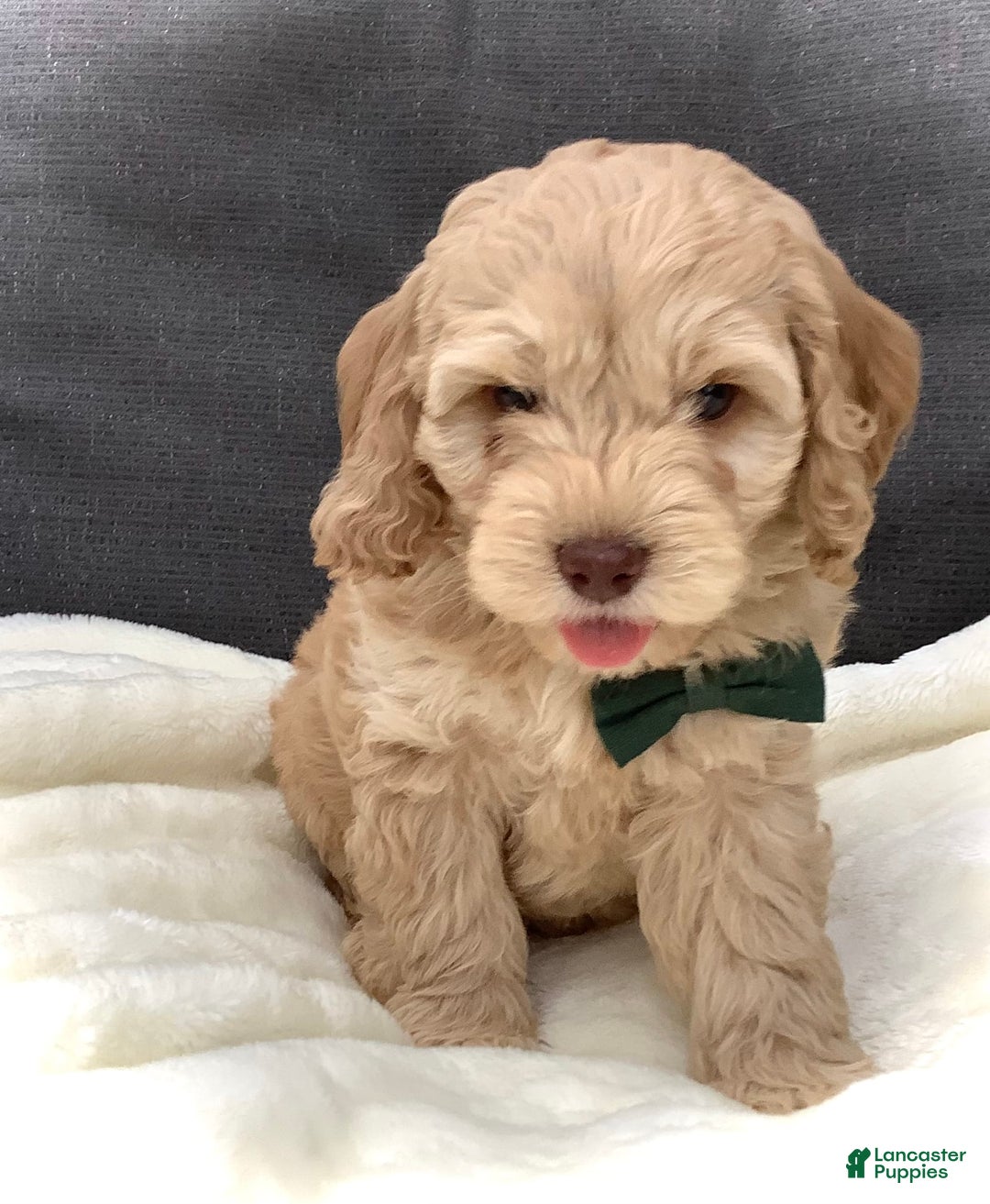 Cockapoo dogs for sale: Enzo - Image 7