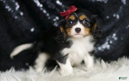 Cavalier King Charles Spaniel dogs for sale: Tiana - Image 1
