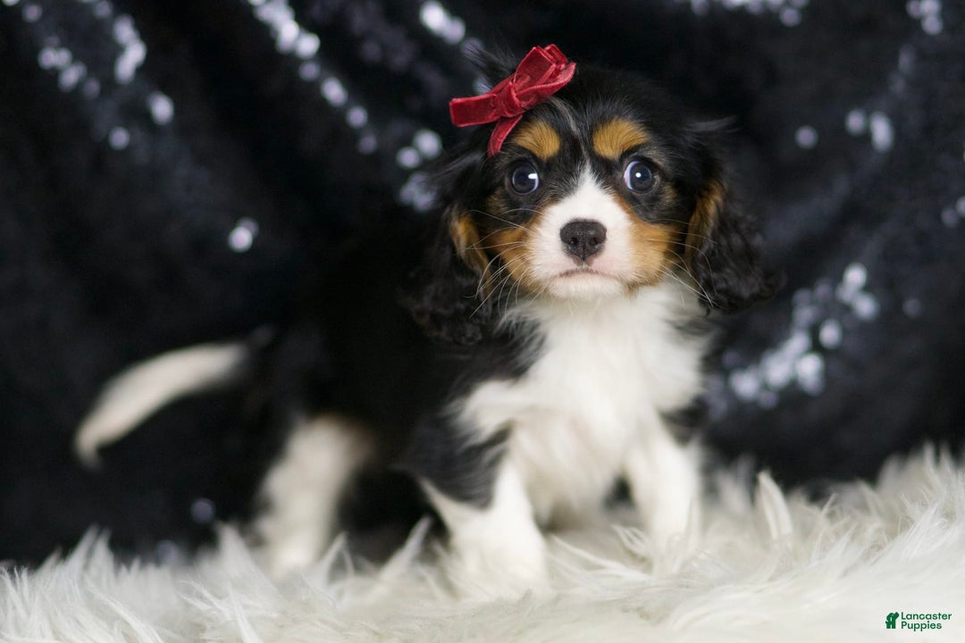 Cavalier King Charles Spaniel dogs for sale: Tiana - Image 1