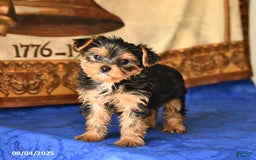Yorkshire Terrier dogs for sale: Paris - Image 4