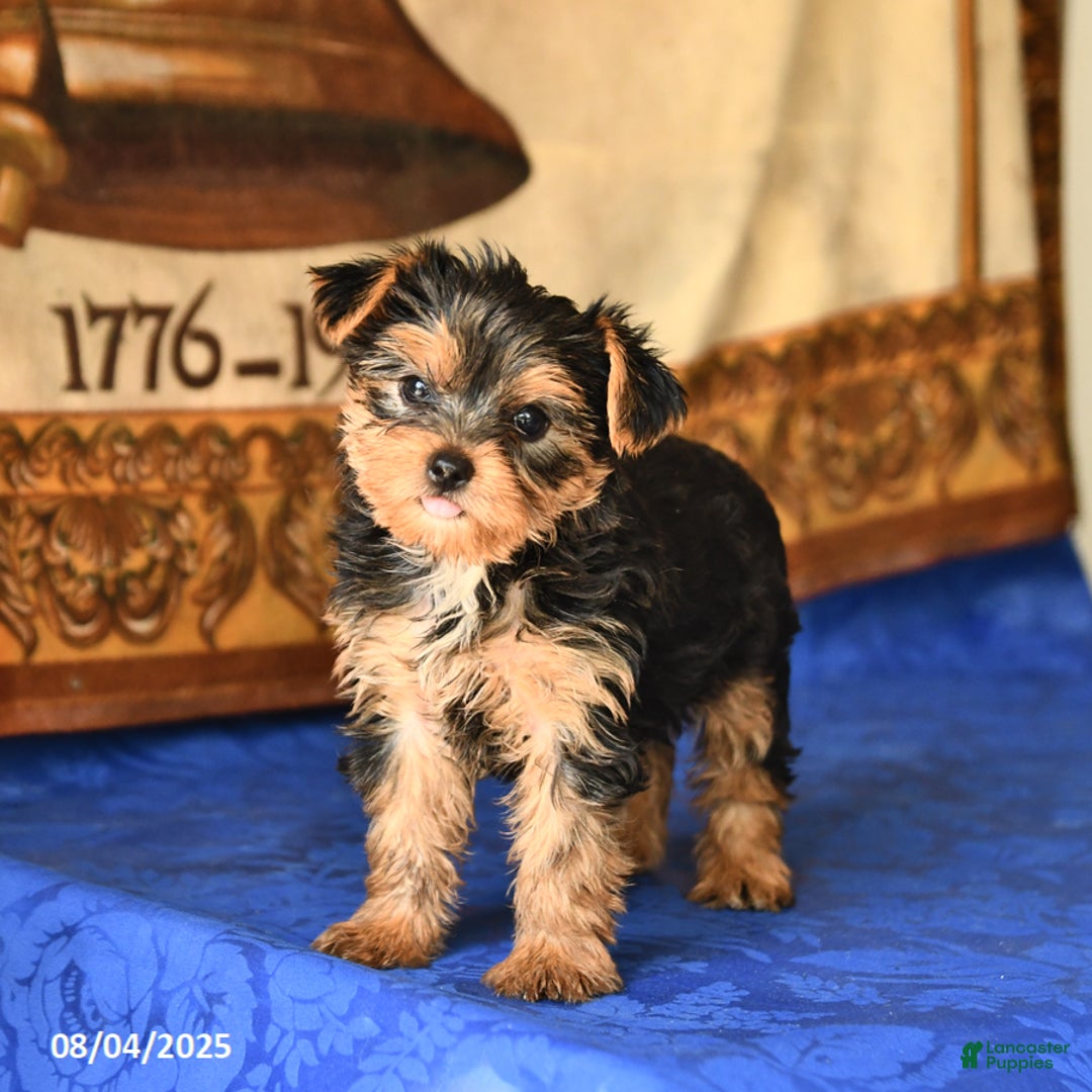 Yorkshire Terrier dogs for sale: Paris - Image 4