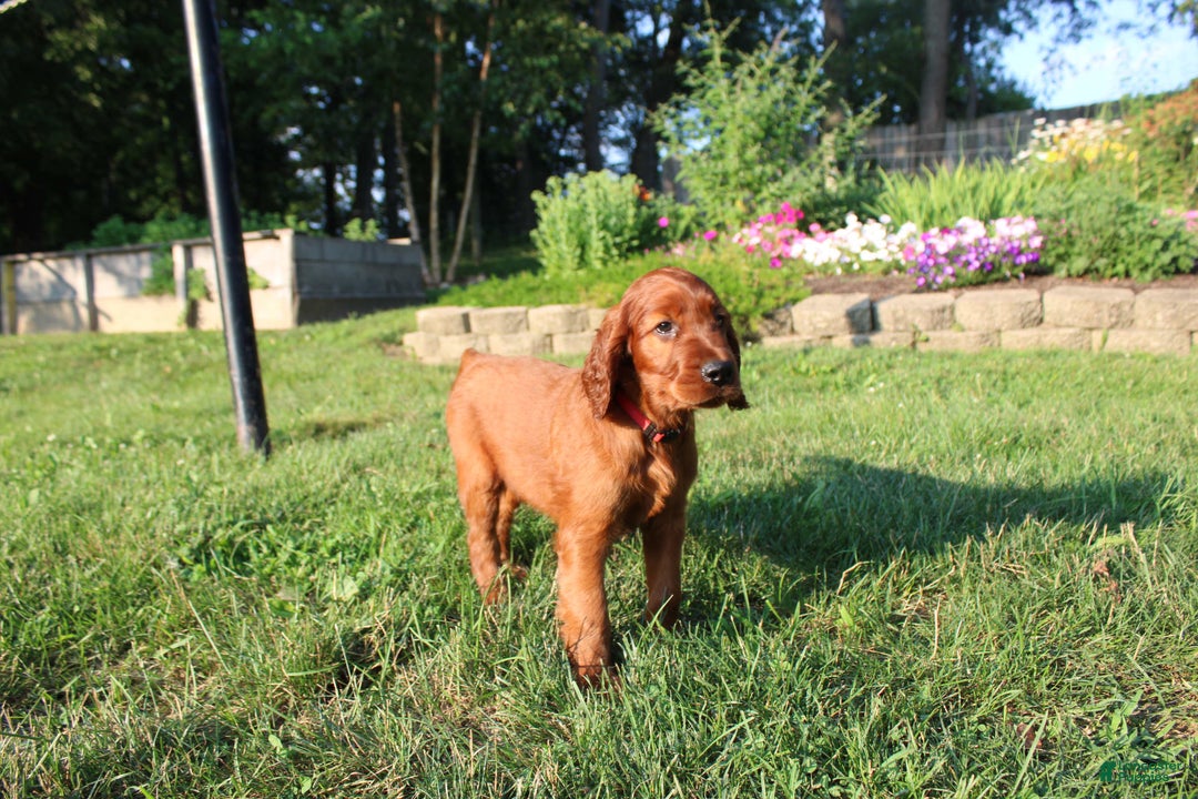 Irish Setter dogs for sale: simon - Image 3