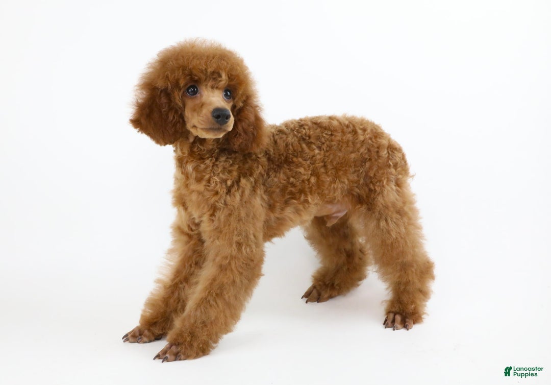 Miniature Poodle dogs for sale: Chase - Image 6