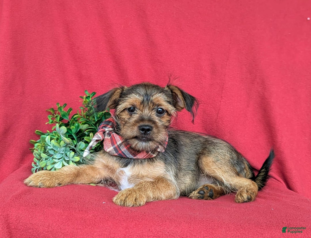 Shorkie dogs for sale: Cruz 9 Lbs Full Grown - Image 2