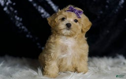 Maltipoo dogs for sale: Maltipoo 4 puppies - Image 12