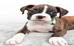 Boxer dogs for sale: Ranger - Image 7