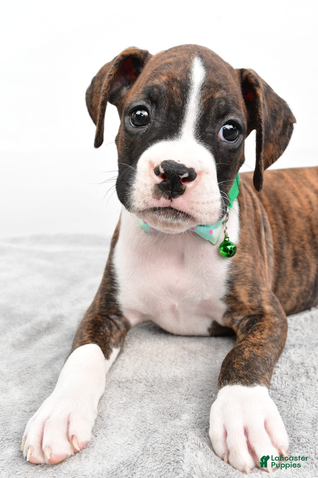 Boxer dogs for sale: Ranger - Image 7