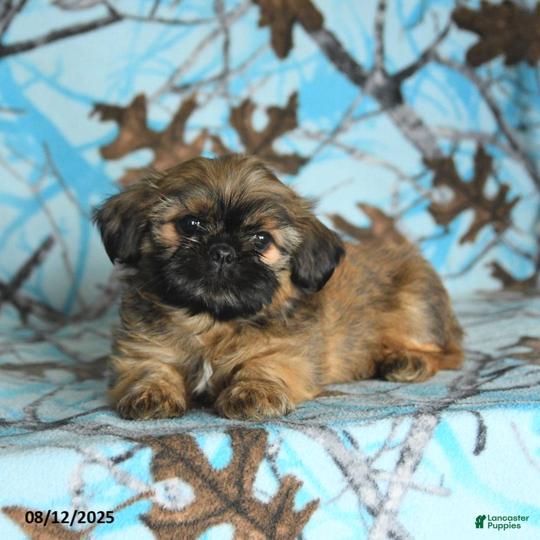 Shih Tzu dogs for sale: Sterling - Image 3