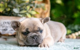 French Bulldog dogs for sale: Margo - Image 4