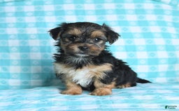 Morkie dogs for sale: Gizmo - Image 6