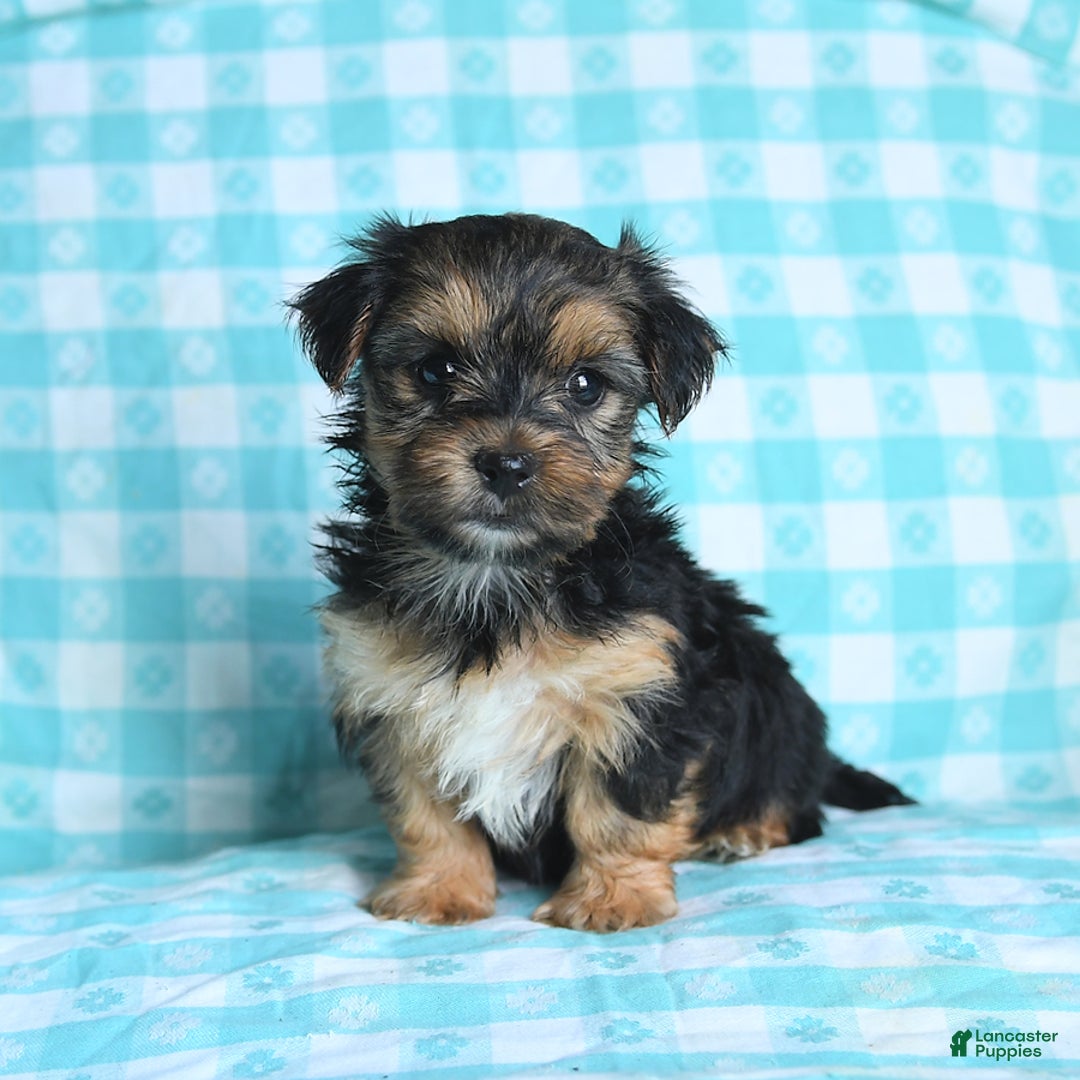 Morkie dogs for sale: Gizmo - Image 6