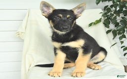 Gerberian Shepsky dogs for sale: Monty - Image 4