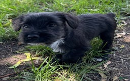 Miniature Schnauzer dogs for sale: Erik - Image 1
