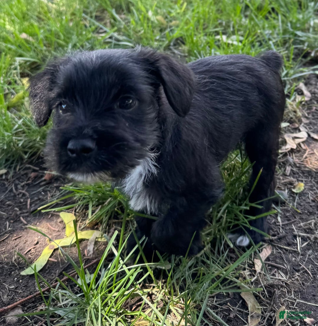 Miniature Schnauzer dogs for sale: Erik - Image 1