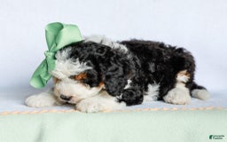Mini Bernedoodle dogs for sale: Mercedes - Image 2