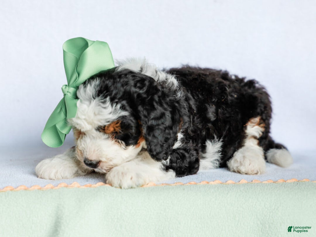 Mini Bernedoodle dogs for sale: Mercedes - Image 2