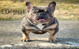 French Bulldog dogs for sale: Lonnie Leonidas - Image 4