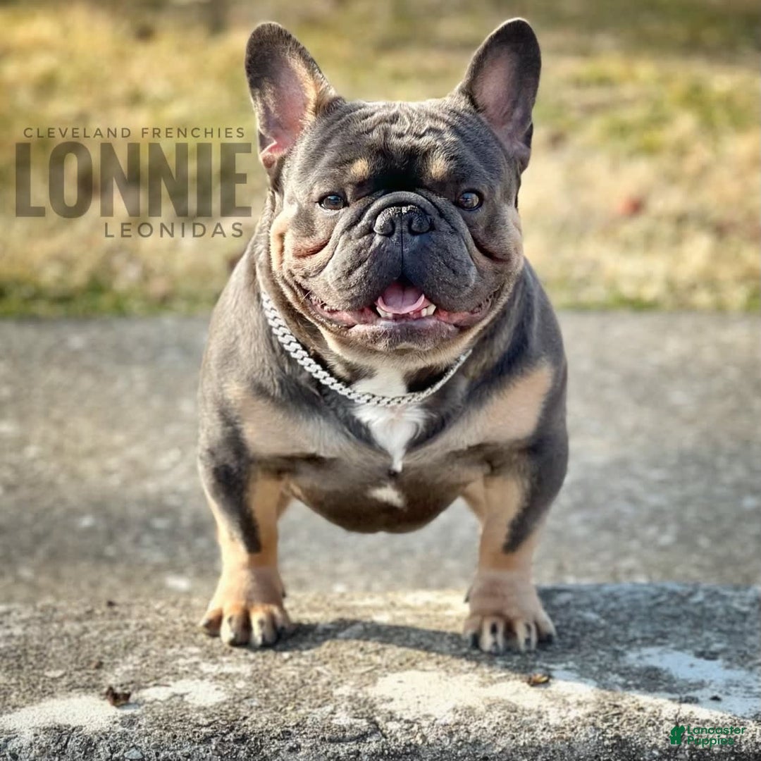 French Bulldog dogs for sale: Lonnie Leonidas - Image 4