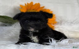 Morkie dogs for sale: LOGAN - Image 1