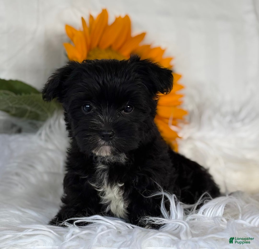Morkie dogs for sale: LOGAN - Image 1
