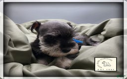 Miniature Schnauzer dogs for sale: Basil - Image 5
