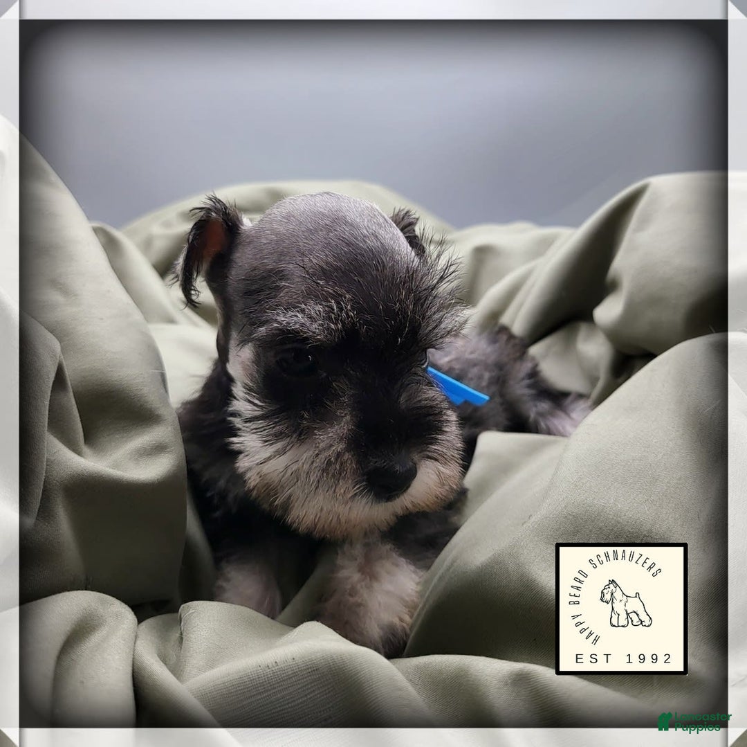 Miniature Schnauzer dogs for sale: Basil - Image 5