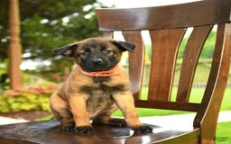 Belgian Malinois dogs for sale: Apple - Image 3