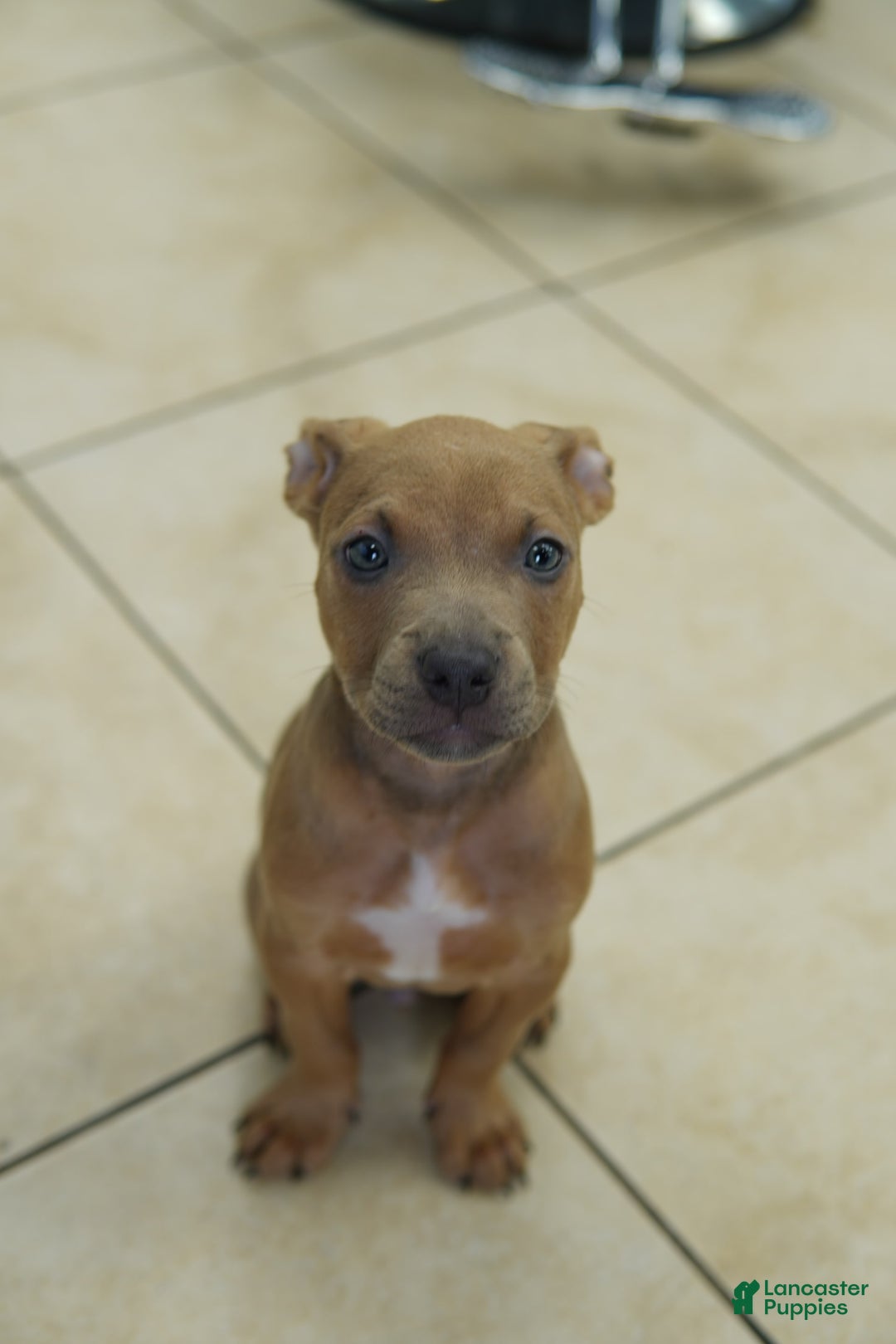 American Bully dogs for sale: Chocolate - Image 4