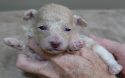 Toy Poodle dogs for sale: Nimmi Apricot - Image 5