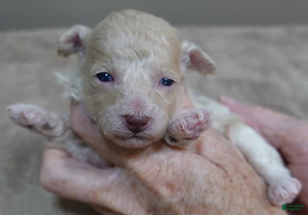 Toy Poodle dogs for sale: Nimmi Apricot - Image 5