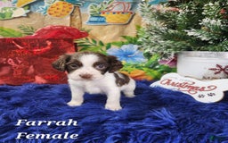 English Springer Spaniel dogs for sale: Farrah - Image 3