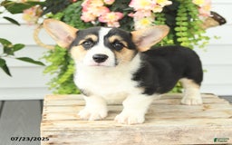 Welsh Corgi Pembroke dogs for sale: Pluto - Image 2