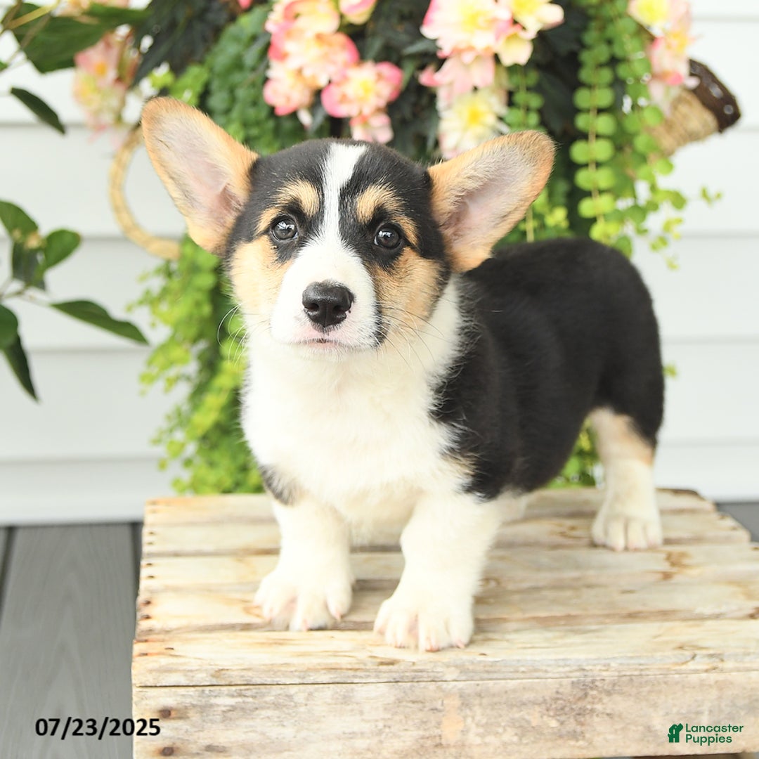 Welsh Corgi Pembroke dogs for sale: Pluto - Image 2