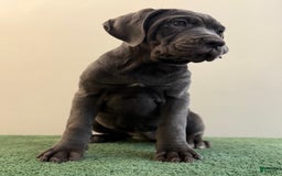 Cane Corso dogs for sale: Madonna - Image 9