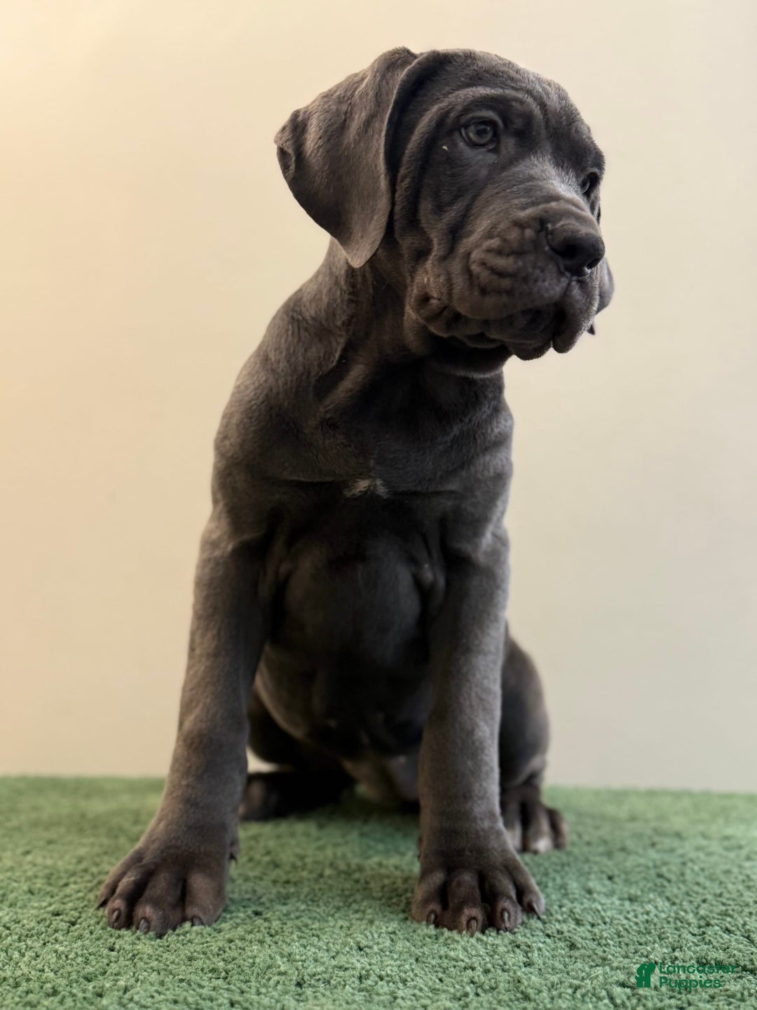 Cane Corso dogs for sale: Madonna - Image 9