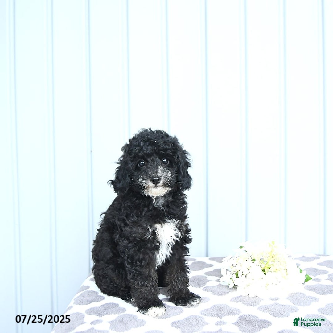 Toy Poodle dogs for sale: Kobey - Image 13