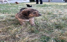 Standard Poodle dogs for sale: Alda - Image 5