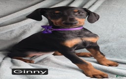 Doberman Pinscher dogs for sale: Ginny - Image 3